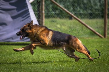 Alman çoban köpeğinin çalışan
