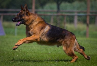 Alman çoban köpeği kaçıyor.