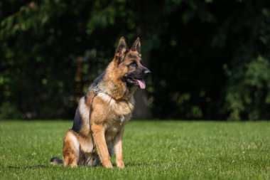 Alman çoban köpek oturur