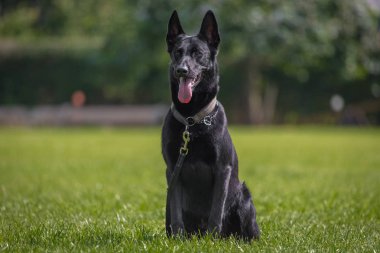 siyah malinois köpek çayır üzerinde oturur