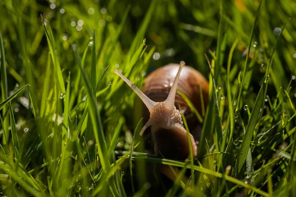 ıslak ciğeri bir salyangoz portresi