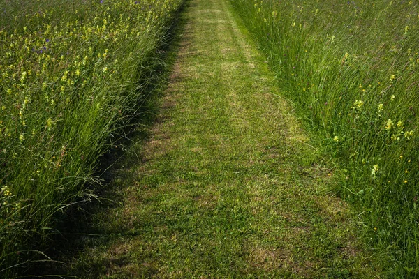 Volwassen gazon met een pad vers gesneden — Stockfoto