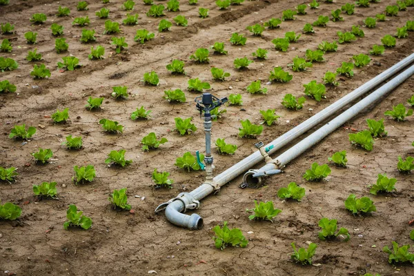 Tubos de irrigação e mudas — Fotografia de Stock