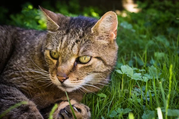 Portret van een kat — Stockfoto