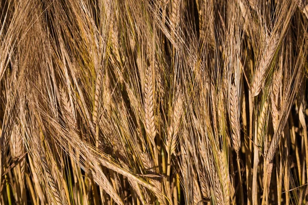 arpa buğday ayrıntılı olarak kaynaklanıyor