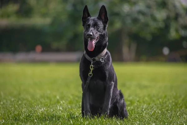 siyah malinois köpek çayır üzerinde oturur