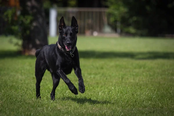 Correndo cão malinois preto — Fotografia de Stock