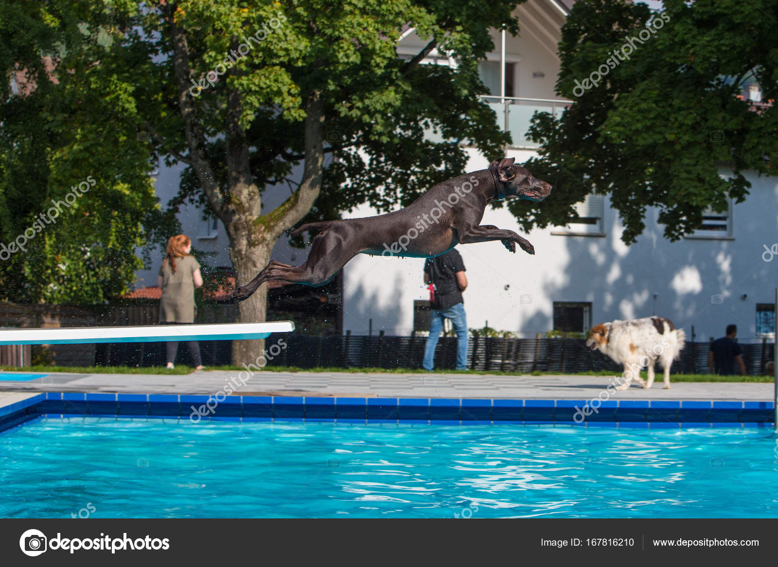 Chien De Chasse Saute Dans La Piscine Photographie Ms Grafixx