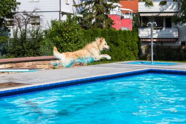 köpek havuza atlar