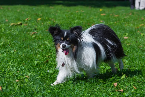 Chihuahua läuft auf Wiese — Stockfoto