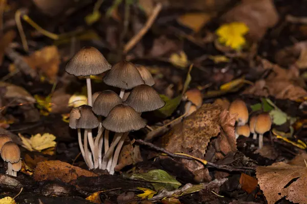 Bodem met verse paddenstoelen — Stockfoto