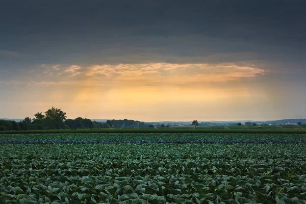 Campo di cavolo di mattina — Foto Stock