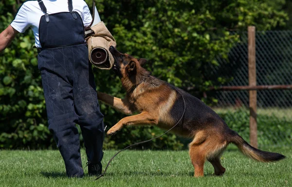 Polis köpek saldırıları köpek okulda