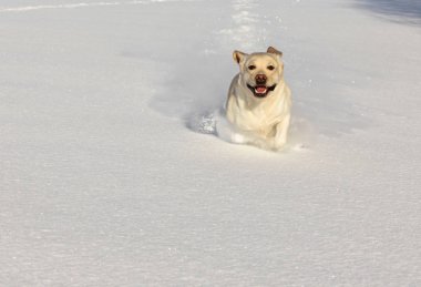 kar üzerinden çalışan köpek