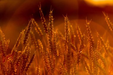 afterglow buğday sapları