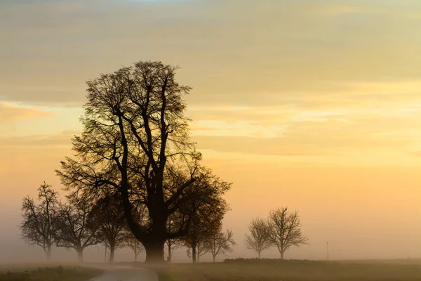 Tall tree in morning mist — Stock Photo, Image