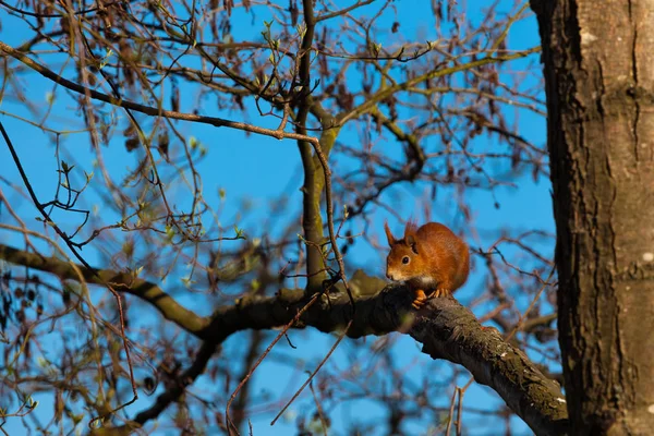 Esquilo em um ramo — Fotografia de Stock