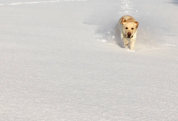 Labrador pet corre através da neve — Fotografia de Stock
