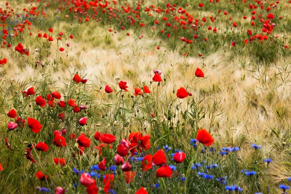 Campo escénico con amapolas y flores de maíz — Foto de Stock