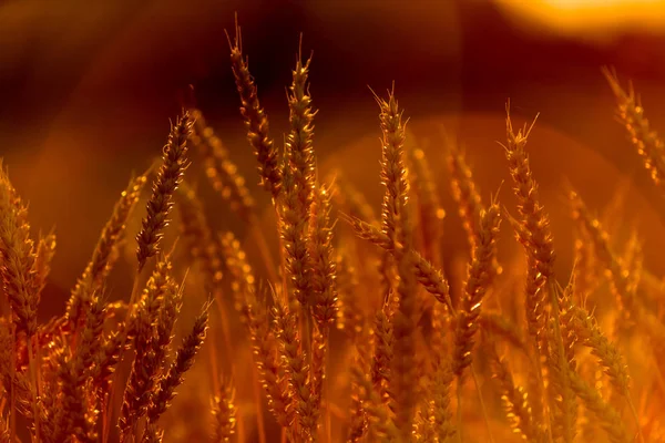 afterglow buğday sapları