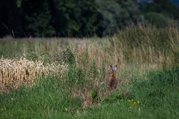 Hare på en grön äng — Stockfoto