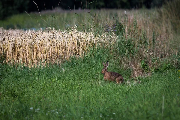 Кролик на зеленом лугу — стоковое фото