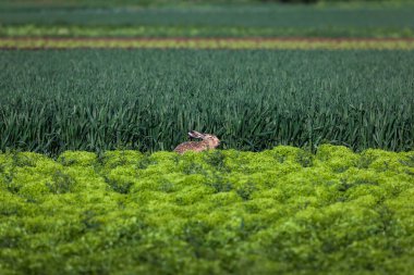 tavşan alanları oturur