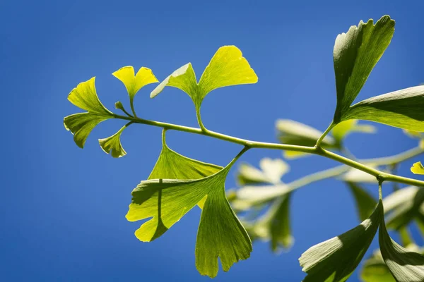 Ginko leafes op een takje — Stockfoto