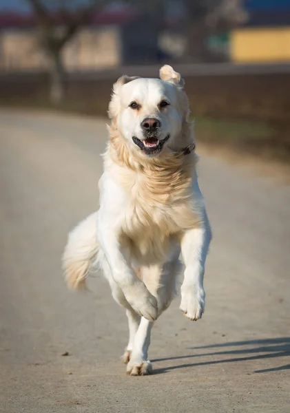 Retriever mascota corriendo a toda velocidad —  Fotos de Stock