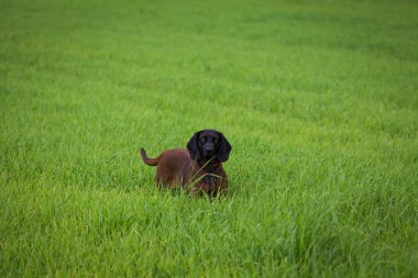 bir çayırda sondaki kan tazı
