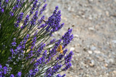 Lavanta otlar ayrıntılı