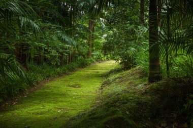 Azores tropikal orman
