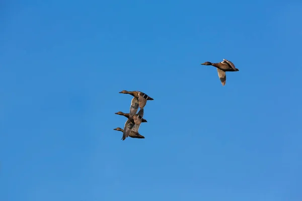 Quatro patos no céu azul — Fotografia de Stock