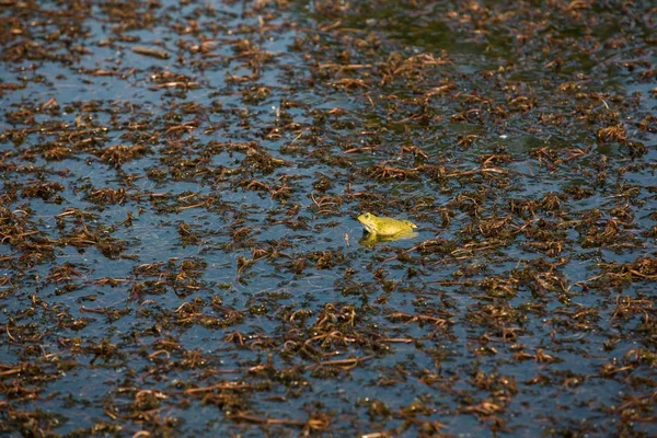 Groene pad in een vijver — Stockfoto