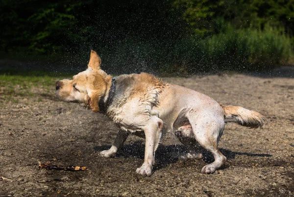 Molhado labrador pet shakeing em detalhe — Fotografia de Stock
