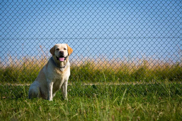 Labrador pet and fence — Stock Photo, Image