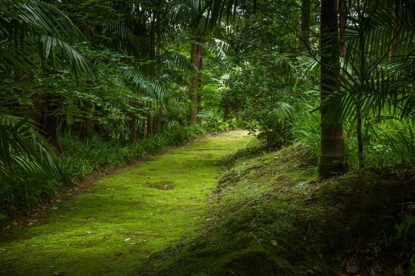 Floresta tropical nos Açores — Fotografia de Stock