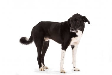 uzun boylu siyah ve beyaz köpek izole