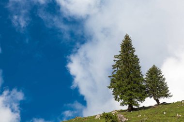 kürk ağaç bulut manzara ile
