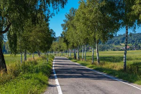 Abedules en un camino rural —  Fotos de Stock