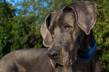 bir gread dane köpek portresi