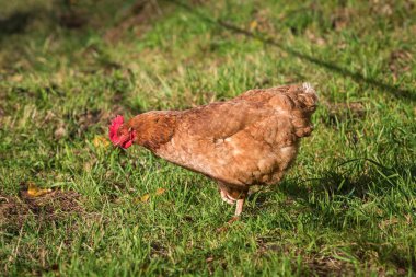 Tavuk ciğeri yemek içinde