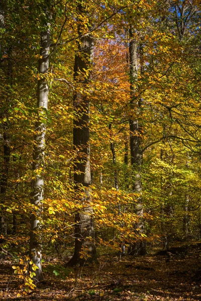 Mudança de cores no outono — Fotografia de Stock