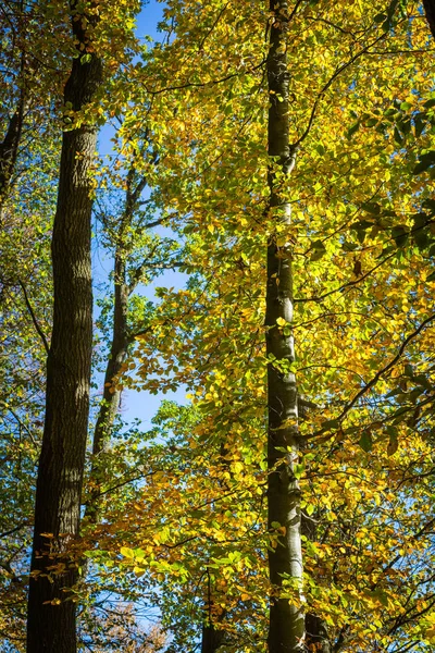 Árvores na floresta de outono — Fotografia de Stock