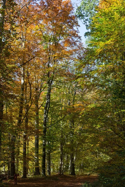 Hösten skogen med bladverk — Stockfoto