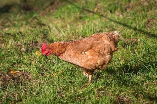 Tavuk ciğeri yemek içinde
