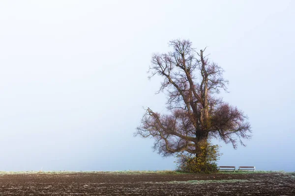 Fog with tall lime tree — Stock Photo, Image