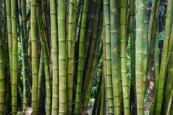 Бамбукові рослини в деталях — стокове фото