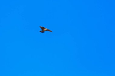 melez (bitki) kuş mavi gökyüzünde uçan