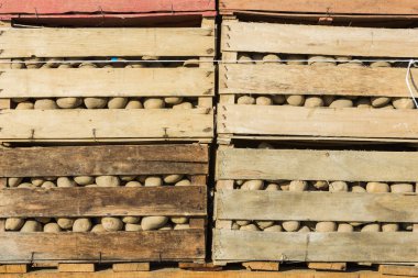 patates hasat sonra kutularındaki